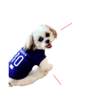 シーズー×マルシーズー もも（個別スタンプ：3）