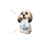 シーズー×マルシーズー もも（個別スタンプ：6）