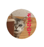 ネコちゃんたち集合2（個別スタンプ：5）