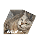 ネコちゃんたち集合2（個別スタンプ：6）