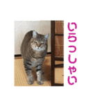 ネコちゃんたち集合2（個別スタンプ：9）