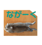 ネコちゃんたち集合2（個別スタンプ：10）