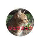 ネコちゃんたち集合2（個別スタンプ：13）
