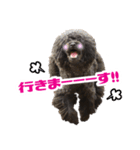笑う犬の「うめ」第2弾（個別スタンプ：5）