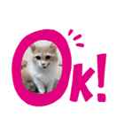 kotamomolove（個別スタンプ：2）