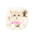 kotamomolove（個別スタンプ：13）