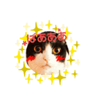 猫たちのきもち（個別スタンプ：1）