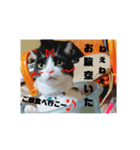 猫たちのきもち（個別スタンプ：2）