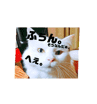 猫たちのきもち（個別スタンプ：3）