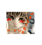 猫たちのきもち（個別スタンプ：7）