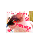 猫たちのきもち（個別スタンプ：8）