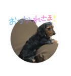 愛犬えるの日常2（個別スタンプ：2）