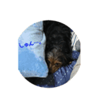 愛犬えるの日常2（個別スタンプ：3）