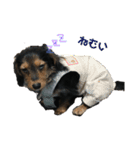 愛犬えるの日常2（個別スタンプ：4）