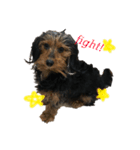 愛犬えるの日常2（個別スタンプ：6）