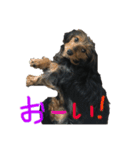 愛犬えるの日常2（個別スタンプ：9）