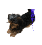 愛犬えるの日常2（個別スタンプ：10）