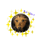 愛犬えるの日常2（個別スタンプ：13）