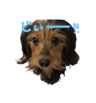愛犬えるの日常2（個別スタンプ：15）