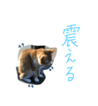 プーぞう、文字手書き編（個別スタンプ：5）