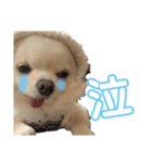 チワワのもちくん。（個別スタンプ：14）
