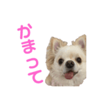 チワワのもちくん。（個別スタンプ：17）