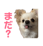 チワワのもちくん。（個別スタンプ：18）