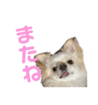 チワワのもちくん。（個別スタンプ：24）