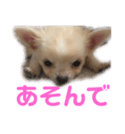 チワワのもちくん。（個別スタンプ：31）