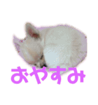 チワワのもちくん。（個別スタンプ：32）