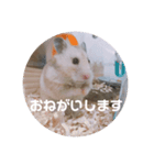 MEGURU,のめぐるん（個別スタンプ：1）