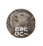 MEGURU,のめぐるん（個別スタンプ：3）