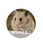 MEGURU,のめぐるん（個別スタンプ：12）