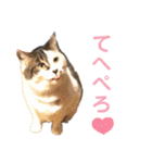 田島家の色々いろいろ（個別スタンプ：1）