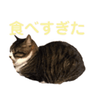 田島家の色々いろいろ（個別スタンプ：3）