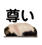 田島家の色々いろいろ（個別スタンプ：8）