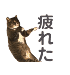 田島家の色々いろいろ（個別スタンプ：9）