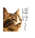 田島家の色々いろいろ（個別スタンプ：13）
