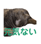 田島家の色々いろいろ（個別スタンプ：16）