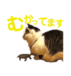 田島家の色々いろいろ（個別スタンプ：17）
