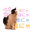 田島家の色々いろいろ（個別スタンプ：20）