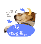 山口弁のきゃりーちゃん（個別スタンプ：2）