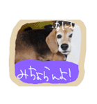 山口弁のきゃりーちゃん（個別スタンプ：5）