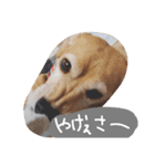 山口弁のきゃりーちゃん（個別スタンプ：7）