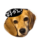 山口弁のきゃりーちゃん（個別スタンプ：8）