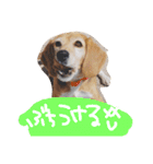 山口弁のきゃりーちゃん（個別スタンプ：9）