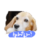 山口弁のきゃりーちゃん（個別スタンプ：10）