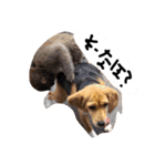 山口弁のきゃりーちゃん（個別スタンプ：12）