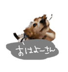山口弁のきゃりーちゃん（個別スタンプ：13）