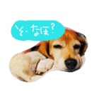 山口弁のきゃりーちゃん（個別スタンプ：14）